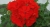 Pelargonia Rabatowa CZERWONA Fernando c12