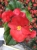 BEGONIA STALE KWITNĄCA CZERWONA