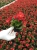 BEGONIA STALE KWITNĄCA CZERWONA