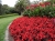 BEGONIA STALE KWITNĄCA CZERWONA