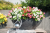 BEGONIA STALE KWITNĄCA CZERWONA