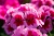 Pelargonia Rabatowa Smokey Eye Pink c12