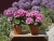 Pelargonia Rabatowa Smokey Eye Pink c12