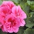 Pelargonia Rabatowa Smokey Eye Pink c12