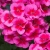 Pelargonia Rabatowa Smokey Eye Pink c12