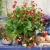 Truskawka ozdobna Fragoo Summer breeze Rose P9