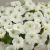 SURFINIA PETUNIA white ray p9