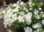 SURFINIA PETUNIA white ray p9