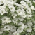SURFINIA PETUNIA white ray p9