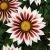Gazania Big Kiss WHITE FLAME p9