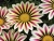 Gazania Big Kiss WHITE FLAME p9