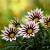 Gazania Big Kiss WHITE FLAME p9