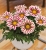 Gazania Big Kiss WHITE FLAME p9