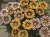 Gazania Big Kiss WHITE FLAME p9