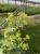 Przywrotnik Ostroklapowy - Alchemilla sadzonka