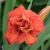 LILIOWCE HEMEROCALLIS Moses Fire DUŻY P11