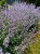 Kocimiętka Nepeta p9