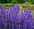 Kocimiętka Nepeta p9