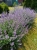 Kocimiętka Nepeta p9