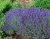 Lawenda wąskolistna Blue Scent Early p9