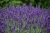 Lawenda wąskolistna Blue Scent Early p9