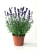 Lawenda wąskolistna Blue Scent Early p9