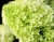 Hortensja Bukietowa Lime light P9M PROMOCJA