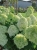 Hortensja Bukietowa Lime light P9M PROMOCJA