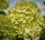 Hortensja Bukietowa Lime light P9M PROMOCJA