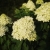 Hortensja Bukietowa Lime light P9M PROMOCJA