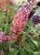 Budleja Dawida FLOWER POWER  P9