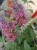 Budleja Dawida FLOWER POWER  P9