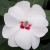 Niecierpek SunPatiens Vigorous Sweetheart