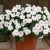 Niecierpek SunPatiens Vigorous Sweetheart