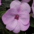 Niecierpek Sunpatiens Compact Orchid Blush
