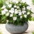 Niecierpek Sunpatiens Compact White