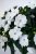Niecierpek Sunpatiens Compact White