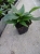 Niecierpek Sunpatiens Compact White