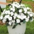 Niecierpek Sunpatiens Compact White