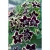 SURFINIA PETUNIA Tumbelina Superstar pełna p9