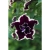 SURFINIA PETUNIA Tumbelina Superstar pełna p9