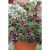 SURFINIA PETUNIA Tumbelina Superstar pełna p9