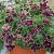 SURFINIA PETUNIA Tumbelina Superstar pełna p9