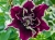 SURFINIA PETUNIA Tumbelina Superstar pełna p9