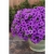 Supertunia MINI VISTA Blue Violet