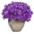 Supertunia MINI VISTA Blue Violet