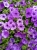 Supertunia MINI VISTA Blue Violet