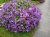 Supertunia MINI VISTA Blue Violet