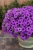Supertunia MINI VISTA Blue Violet