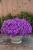 Supertunia MINI VISTA Blue Violet